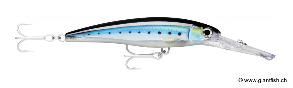 HD Blue Sardine (HDBSRD)