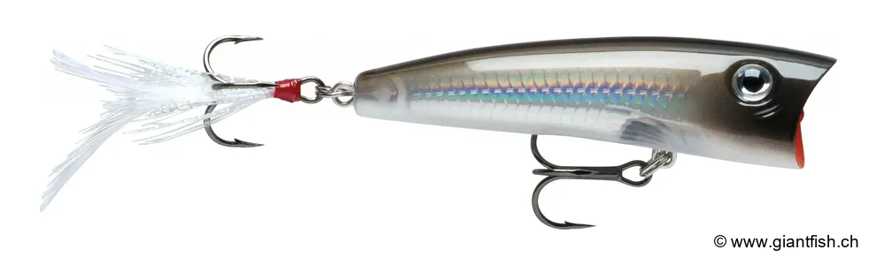 Pearl Grey Shiner (PGS)