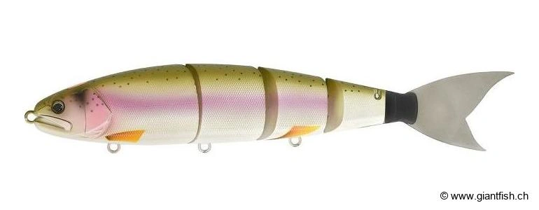 Rainbow Trout