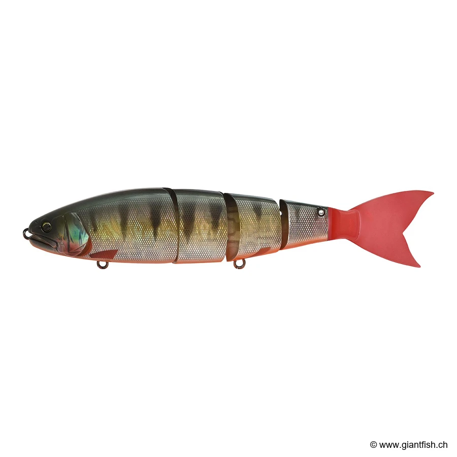 Red Fin Perch