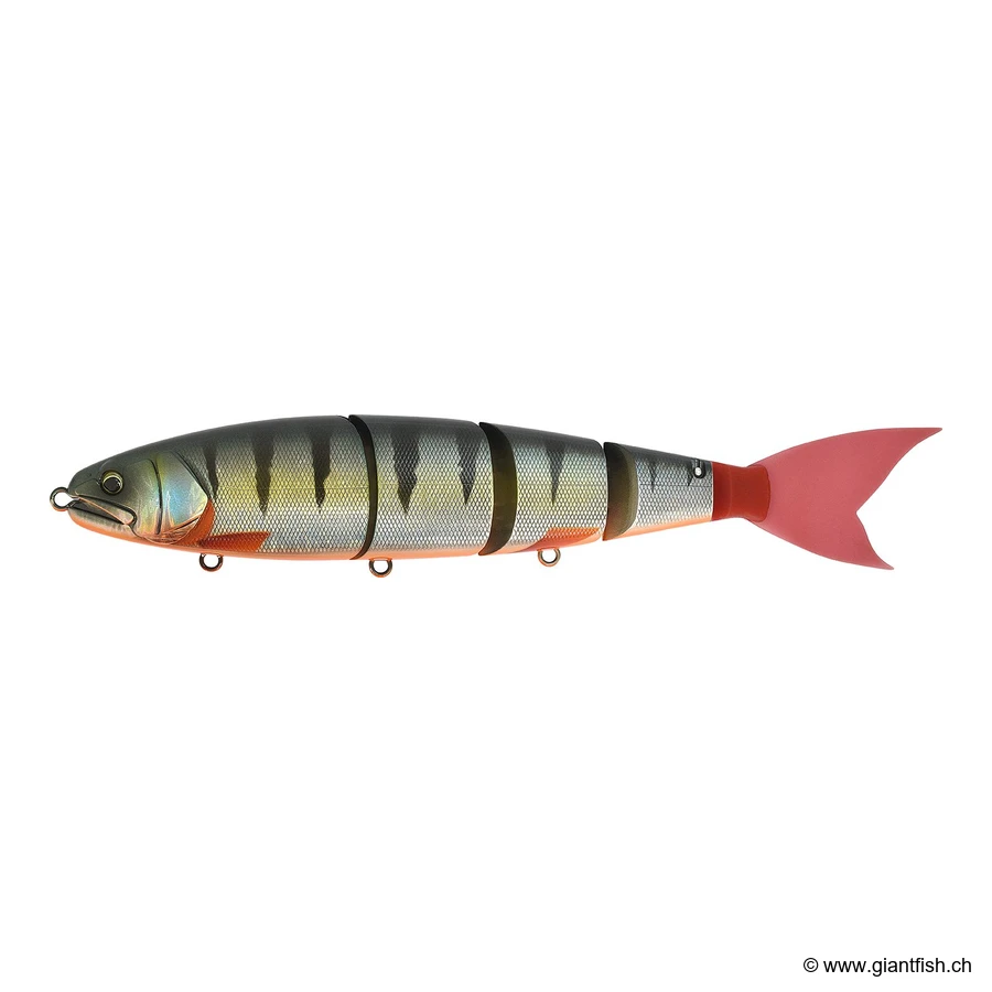 Red Fin Perch