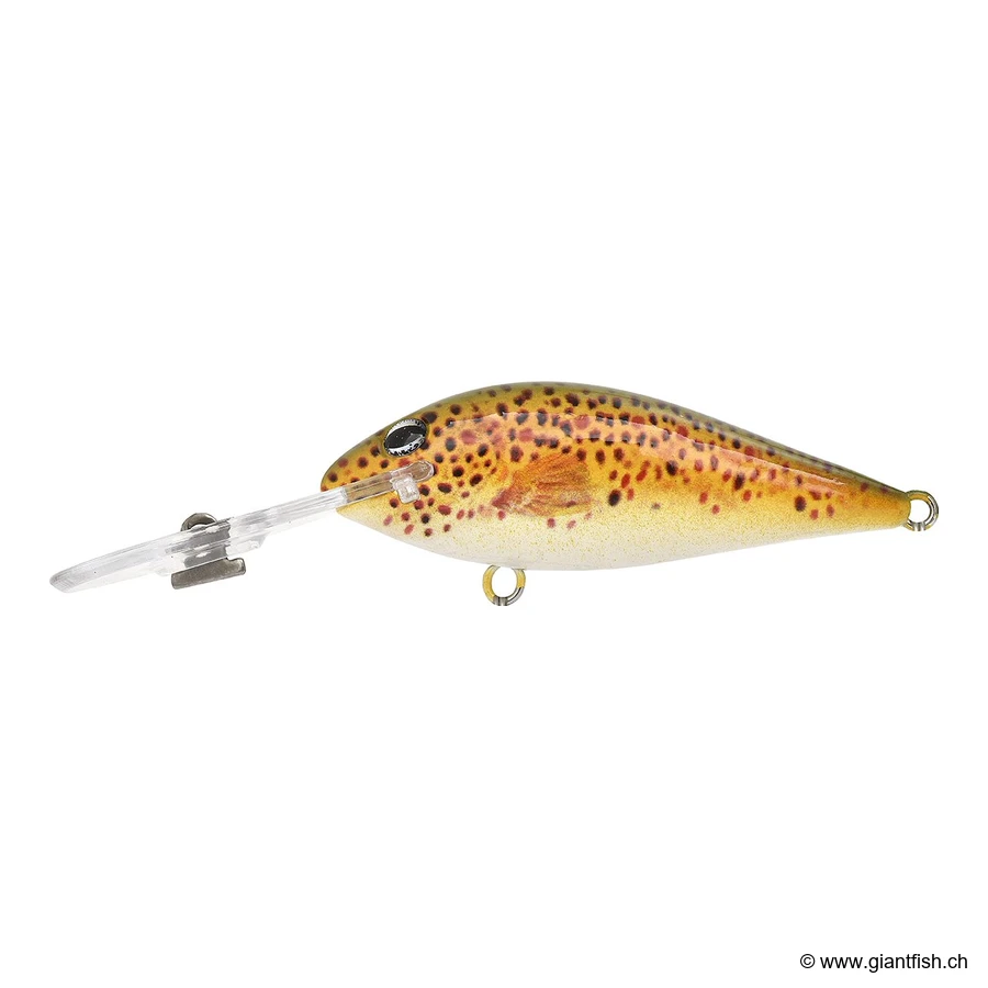 H59 Brown Trout