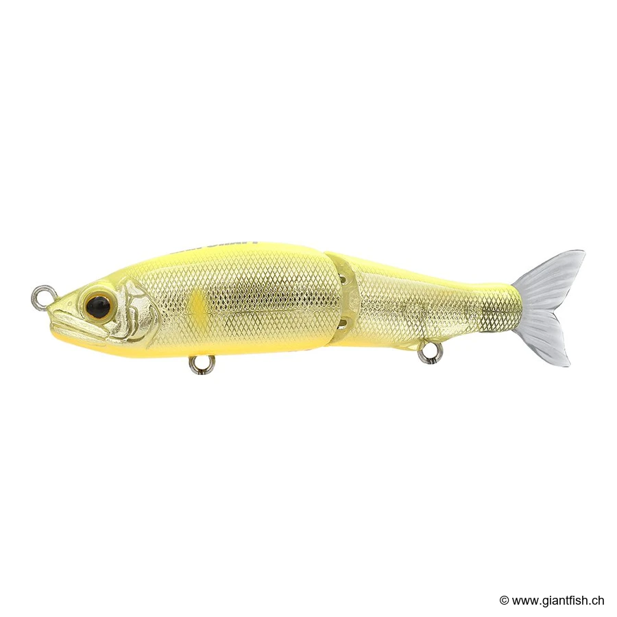 03 Gold Shad Ayu