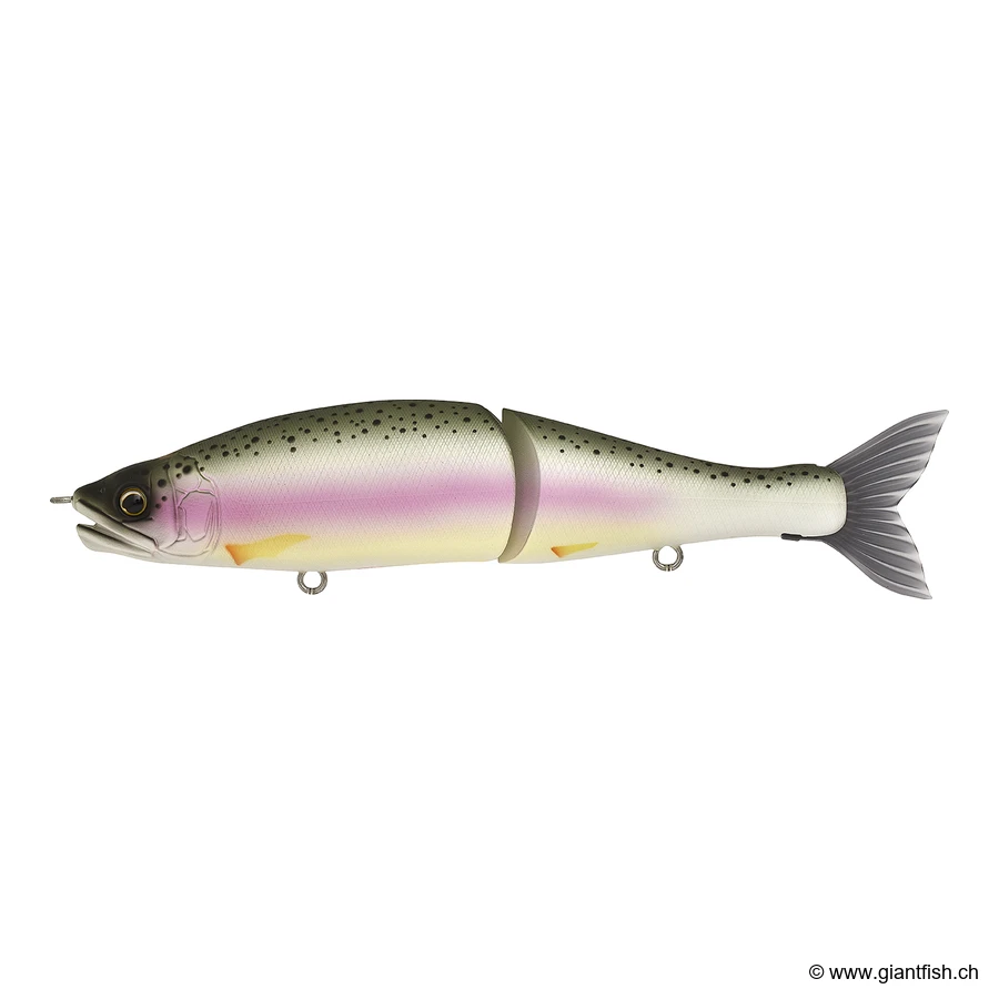 UF Rainbow Trout