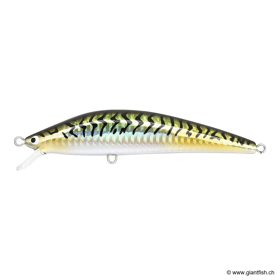 Mackerel