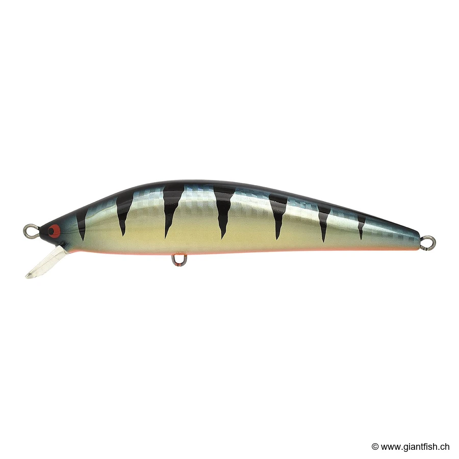 Red Fin Perch Uv