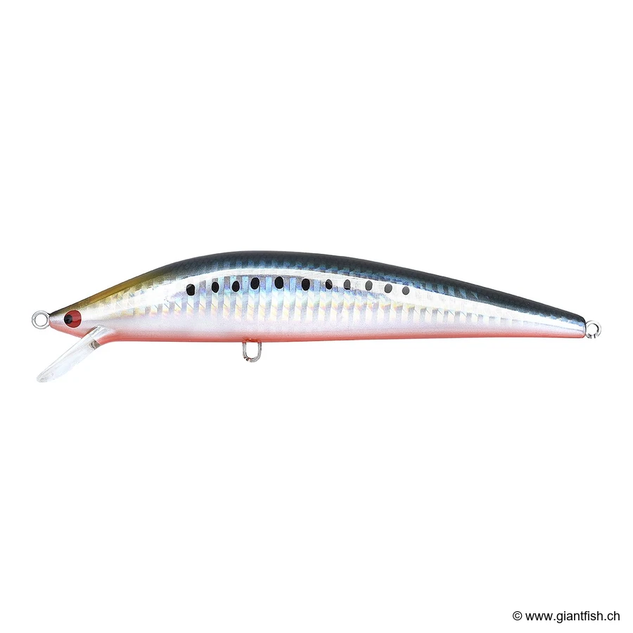 112 Sardine Red Belly