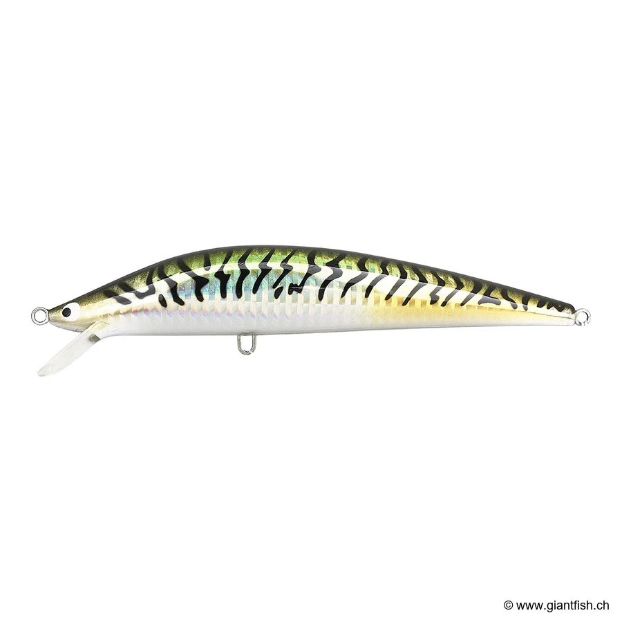 Mackerel