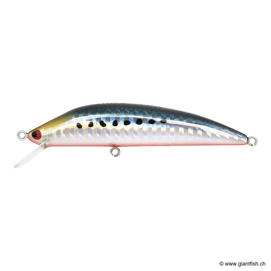 112 Sardine Red Belly