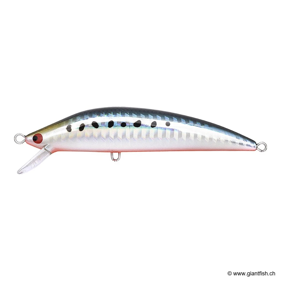 112 Sardine Red Belly