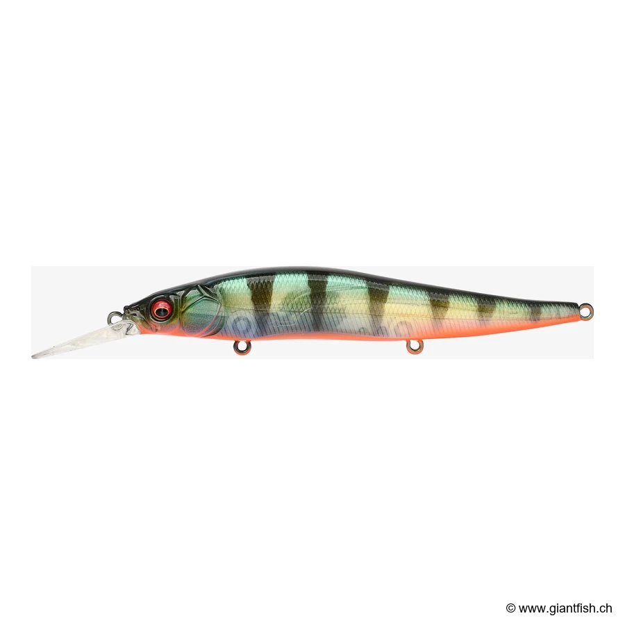 Gp Red Fin Perch