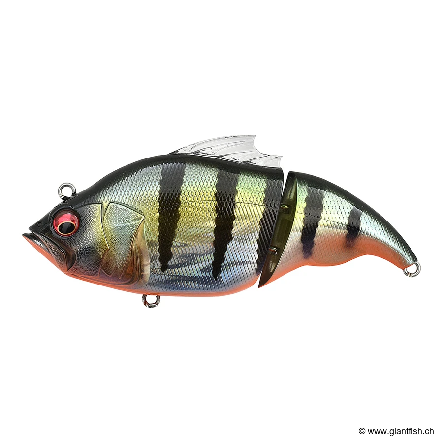 Gg Redfin Perch