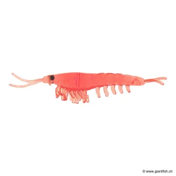 OKIAMI SHRIMP M 031 ANGRY ORANGE 42mm